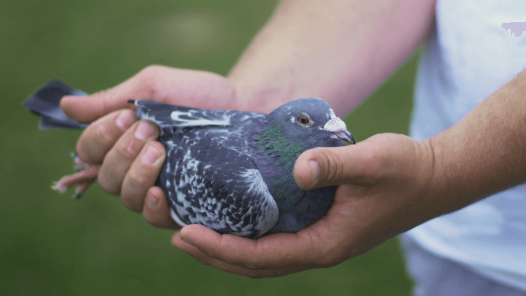 All Light Everywhere