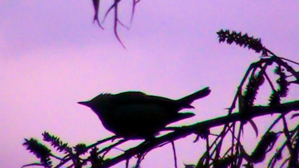 Photo 2 Stills_1_A_d__nde_van_los_p__jaros_cuando_llueve